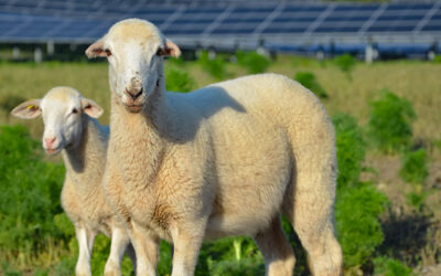 Erfolgreicher Aufstellungsbeschluss für den Solarpark Eggenfelden