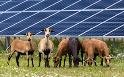 Zustimmung für den Bau von 3-MW-Solarpark der SEAC Group in Eggstetten bei Simbach