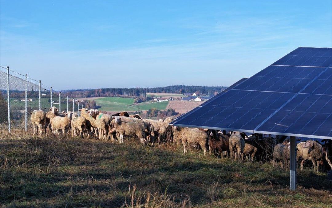 Solarparks Gschaidmaier und Lohbruck gehen in die aktive Grünphase